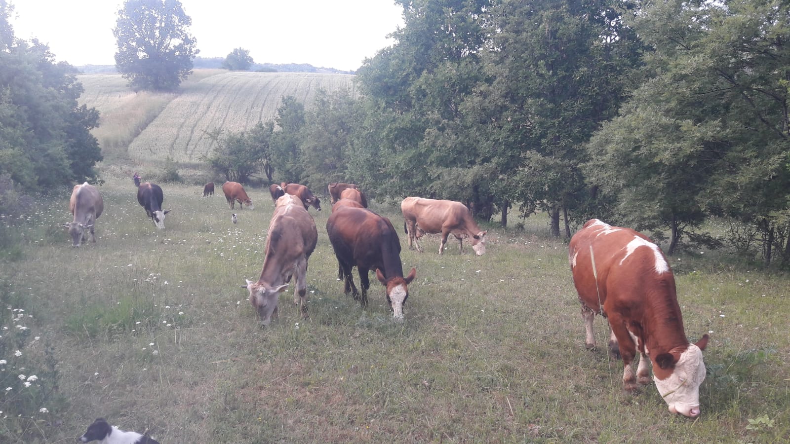 PAZARYERİ’NDE ŞAP ALARMI!HAYVAN GİRİŞ-ÇIKIŞLARI YASAKLANDI, CEZAİ İŞLEM UYARISI YAPILDI